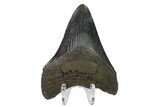3.84" Fossil Megalodon Tooth - South Carolina - #130835-2